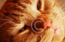 Tom cat
